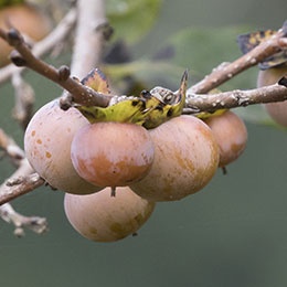 Diospyros lotus